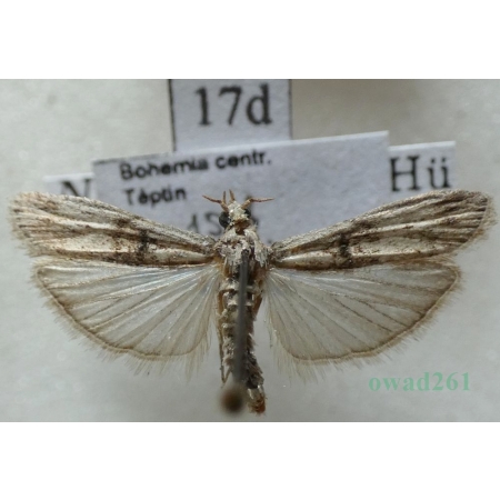 Nephopterix angustella (Hübner, 1796) Czech17d